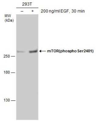 Western Blot: TOR/mTOR [p Ser2481] Antibody [NBP3-13172] - Untreated (-) and treated (+) 293T whole cell extracts (60 ug) were separated by 5% SDS-PAGE, and the membrane was blotted with TOR/mTOR(phospho Ser2481) antibody (NBP3-13172) diluted at 1:1000.